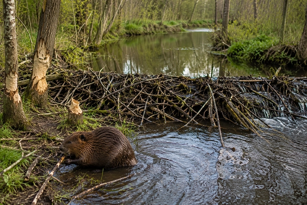 Bever bij een natuurlijke dam van takken in een Nederlandse beek