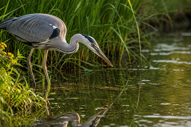 Blauwe reiger die geconcentreerd op een prooi in het water jaagt