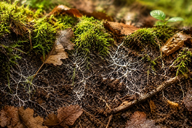 Netwerk van mycelium en schimmeldraden zichtbaar tussen mos, bladeren en donkere bosbodem