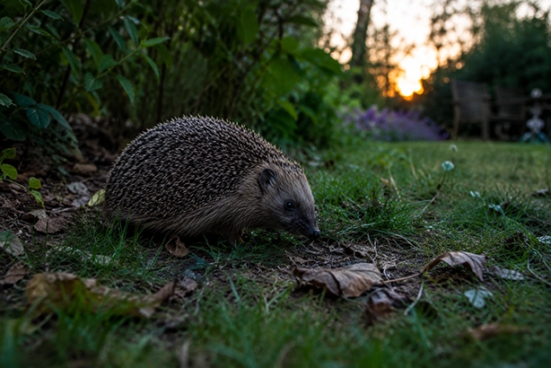 Egel tijdens de schemering in een Nederlandse tuin tussen gras en bladeren
