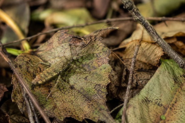 Gecamoufleerde wandelende tak op blad