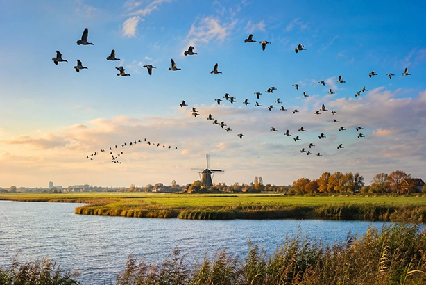 Grote groep trekvogels vliegt boven het Nederlandse landschap