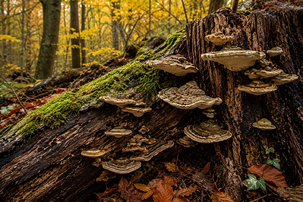Zwammen op een bemoste boomstam in een herfstbos