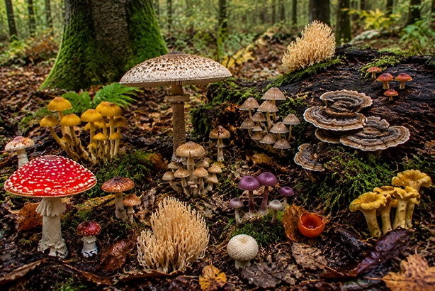Verschillende soorten paddenstoelen met diverse vormen en kleuren op de bosbodem tussen mos en bladeren