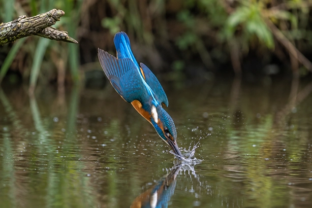 IJsvogel die tijdens een duik het water induikt om een prooi te vangen