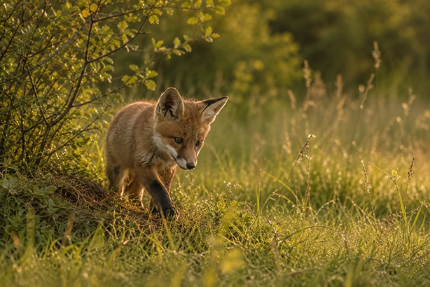 Jonge vos verkent het gras aan de rand van een bos in het ochtendlicht