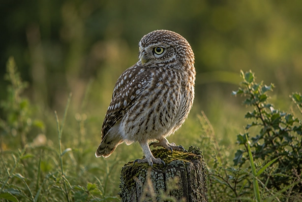 Steenuil op een bemoste boomstronk in het Nederlandse landschap