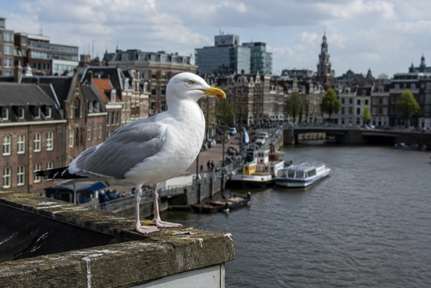 Meeuw op een dak langs het water in een Nederlandse stad