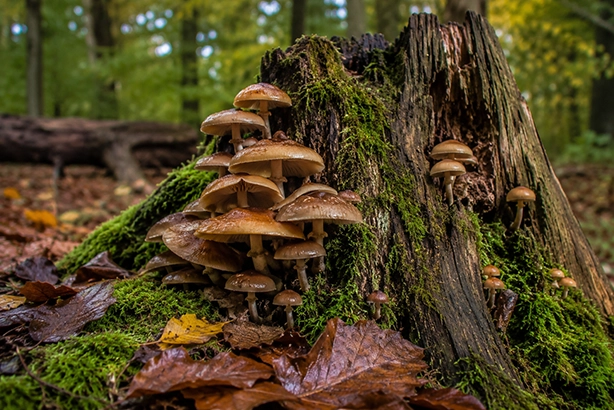 Paddenstoelen groeien op een oude met mos bedekte boomstronk in het bos