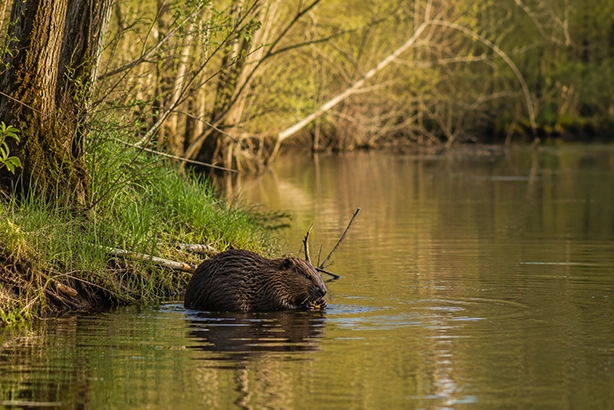 Bever in een rustig Nederlands waterlandschap langs de oever van een rivier