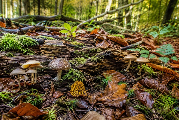 Paddenstoelen tussen bladeren, mos en dood hout op de bosbodem