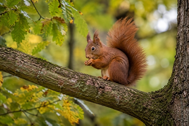 Roodbruine eekhoorn op een boomtak in een Nederlands bos