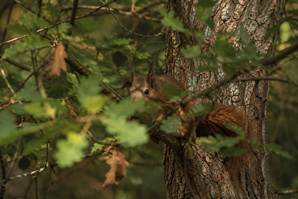 Eekhoorn verscholen tussen bladeren en takken in het Nederlandse bos