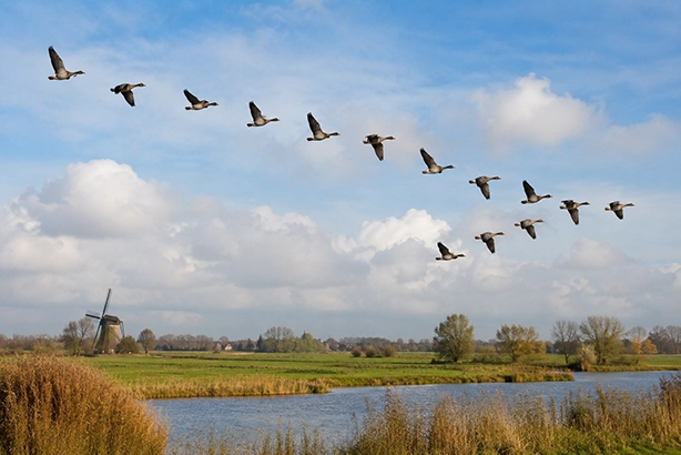 Ganzen vliegen samen in een V-formatie boven het Nederlandse landschap