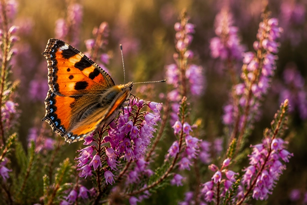 Vlinder op bloeiende heidebloemen in een Nederlands heidelandschap