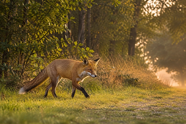 Vos langs een bosrand in het Nederlandse landschap bij warm ochtendlicht