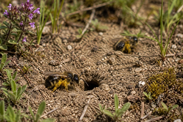 Wilde bij bij een nestopening in de Nederlandse natuur