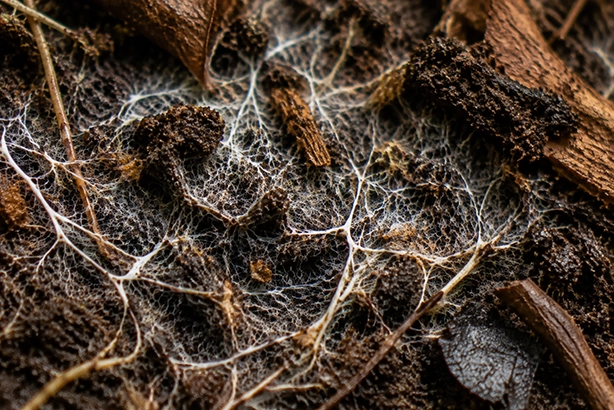 Netwerk van mycelium en schimmeldraden zichtbaar tussen mos, bladeren en donkere bosbodem
