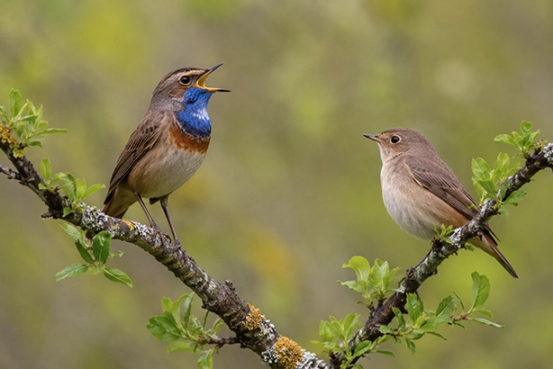 Twee vogels communiceren met elkaar in een Nederlandse natuurlijke omgeving