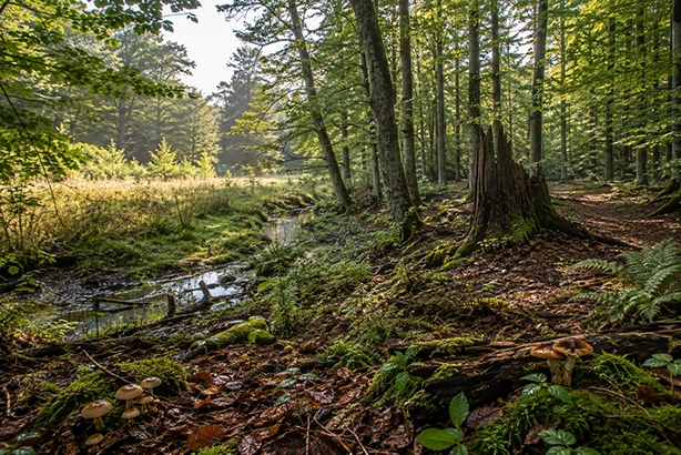 Boslandschap met een beekje, open plekken, mos, dood hout en paddenstoelen in verschillende leefomgevingen