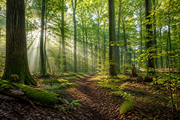 Zonnig Nederlands bos met hoge bomen, een bospad en groen ondergroei tussen de bladeren