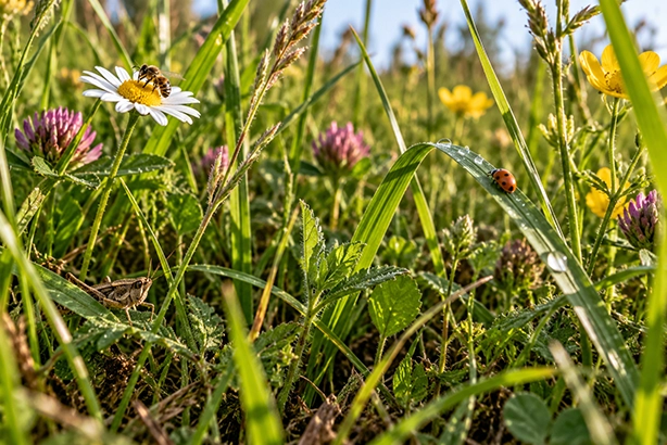 ij, lieveheersbeestje en sprinkhaan tussen gras en wilde kruiden in een zomerse bloemenweide