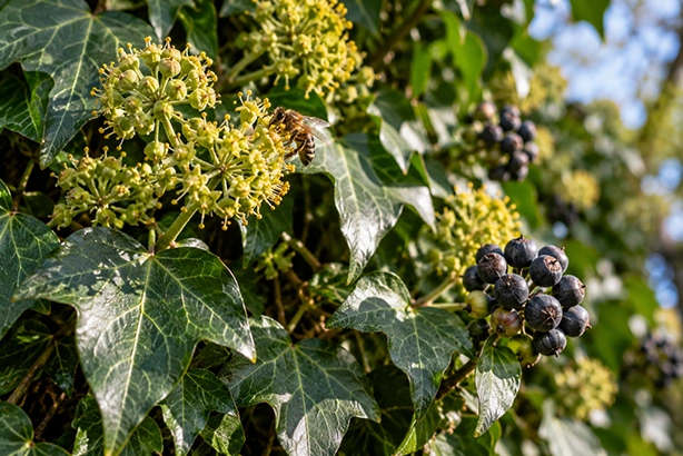 Klimop met bloemen, donkere bessen en een bij tussen de bladeren