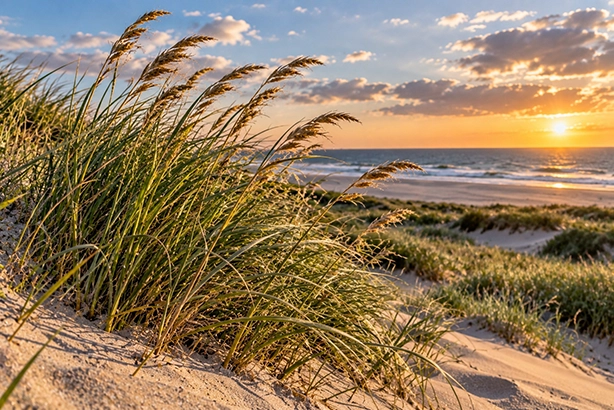 Helmgras groeit stevig in de Nederlandse duinen langs de kust